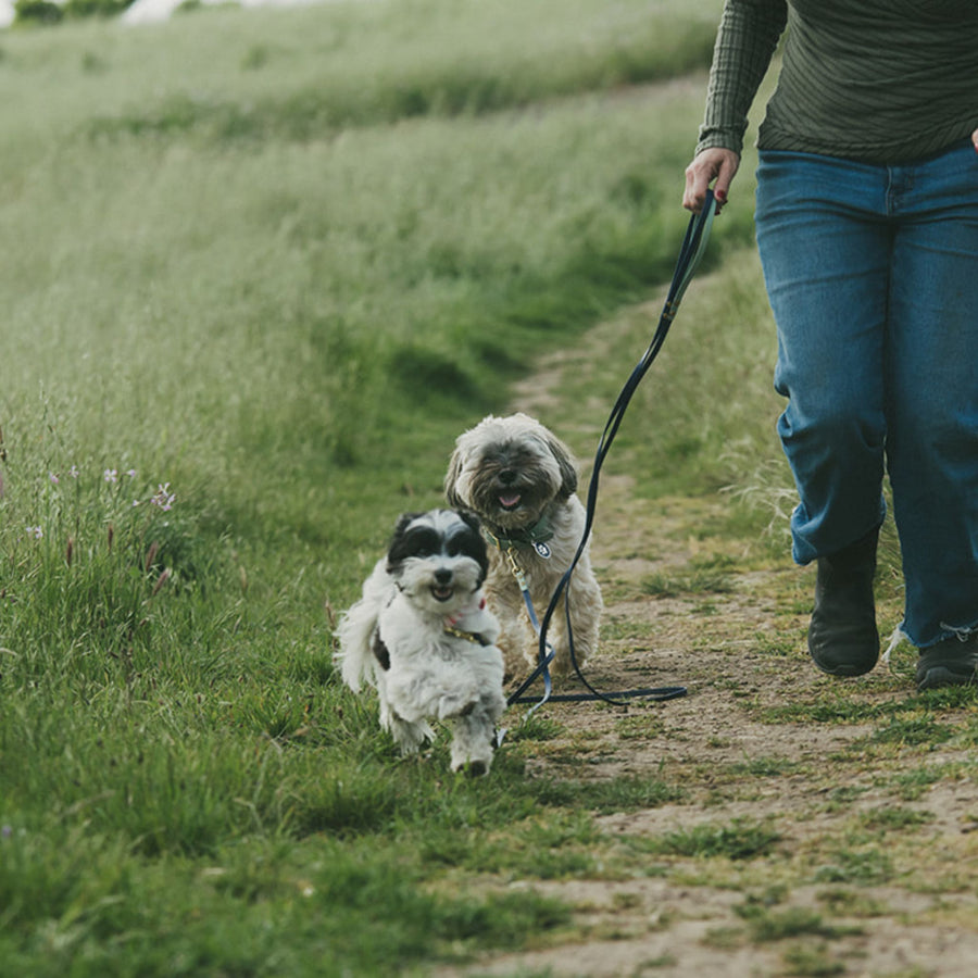 Person walking two dogs on waterproof leashes on a path in a grassy field