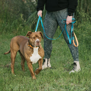 Person walking a brown and white dog on a waterproof leash in a grassy area