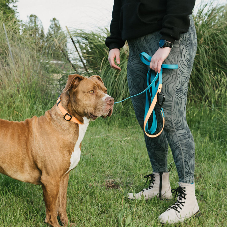 Person holding a waterproof hands-free leash next to a brown dog in a grassy area