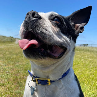 BioThane Collar for Small Dogs (5/8" Width) - Classic Brass