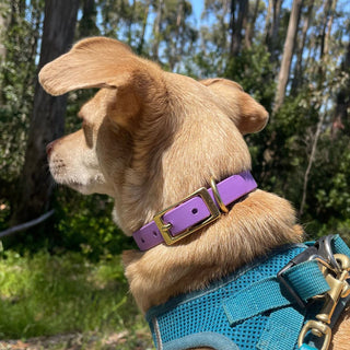 BioThane Collar for Small Dogs (5/8" Width) - Classic Brass