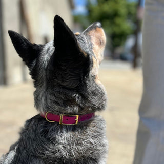 BioThane Collar for Small Dogs (5/8" Width) - Classic Brass