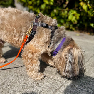 BioThane Collar for Small Dogs (5/8" Width) - Sport