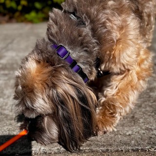 BioThane Collar for Small Dogs (5/8" Width) - Sport