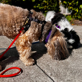 BioThane Collar for Small Dogs (5/8" Width) - Sport