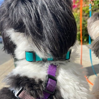 BioThane Collar for Small Dogs (5/8" Width) - Sport