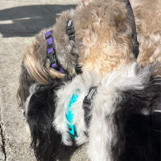 BioThane Collar for Small Dogs (5/8" Width) - Sport