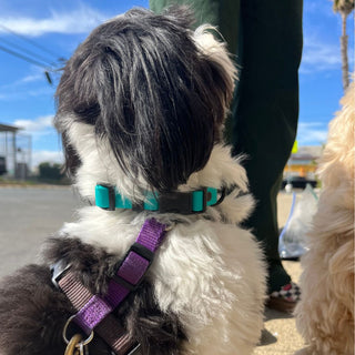 BioThane Collar for Small Dogs (5/8" Width) - Sport