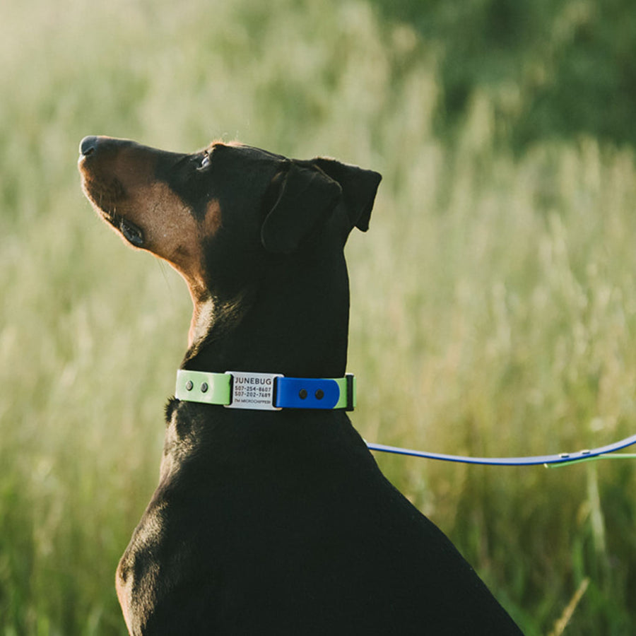 Dog wearing a green and blue waterproof collar with ID Tag in a blurred grassy background