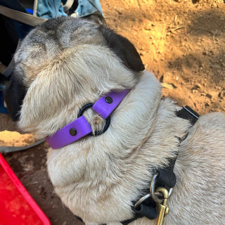 BioThane O Ring Collar - Sport (Quick Release Buckle)
