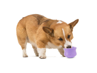 tan and white short legged dog eatting from lavender topple on white background