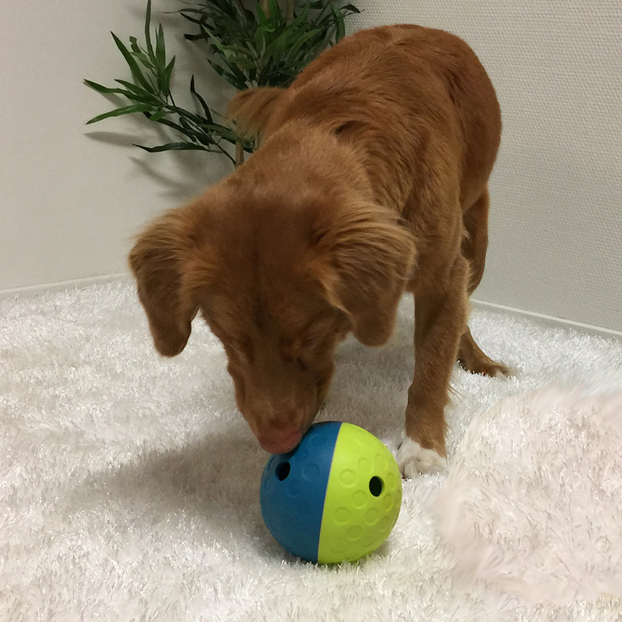 Brown Dog playing with Teal and neon yellow treat dispenser tumble ball dog toy 
