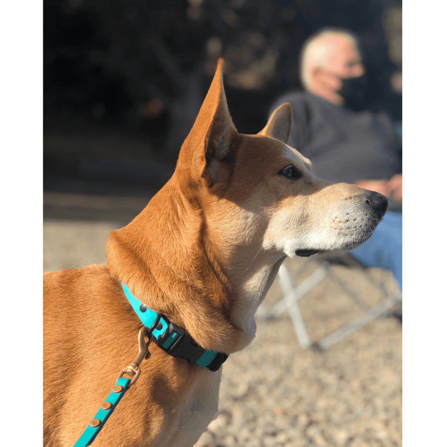 Biothane Waterproof Side Release Buckle Collar – Flying Dog Collars