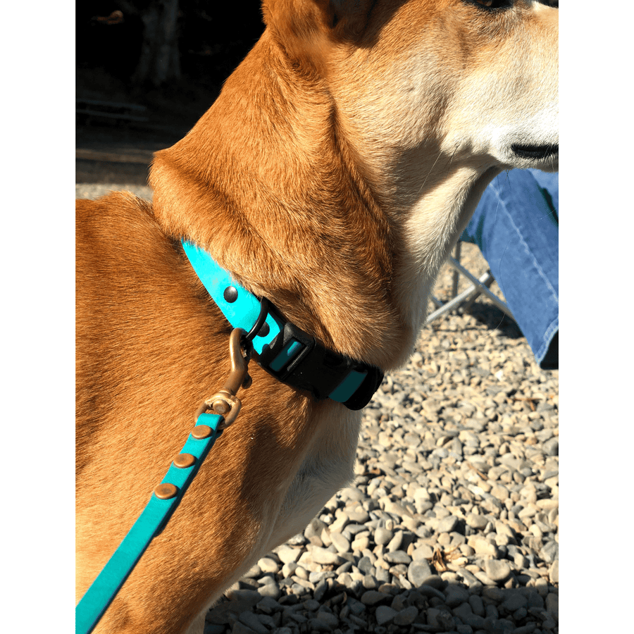 close up of brown dog wearing the teal sport biothane dog collar and leash
