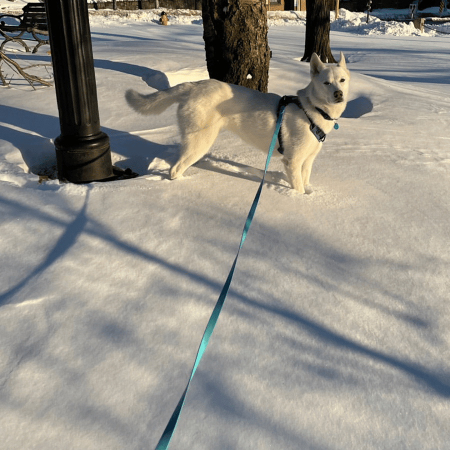 white dog in the snow wearing light blue biothane leash