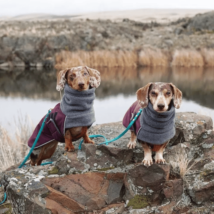 two small Weiner type dogs outside by a lake wearing doggie sweaters and biothane dog leashes with brass hardware