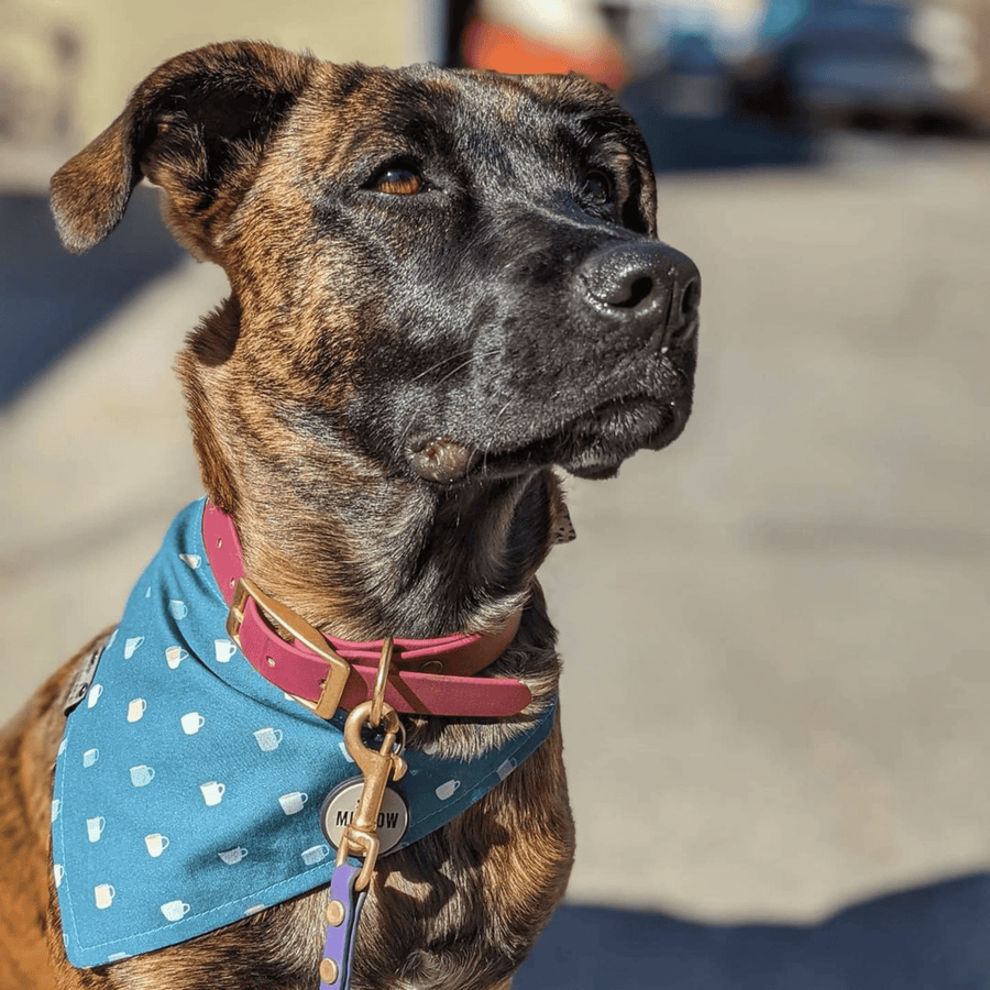 brindle dog wearing blue bandana and red biothane dog collar