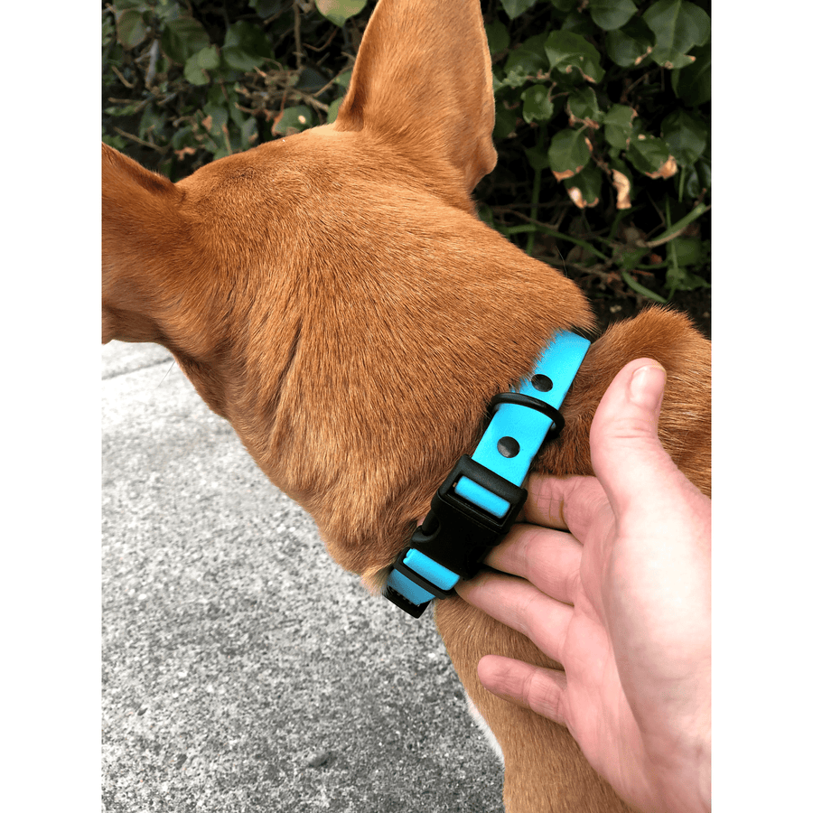 brown dog wearing teal biothane dog collar with sport hardware