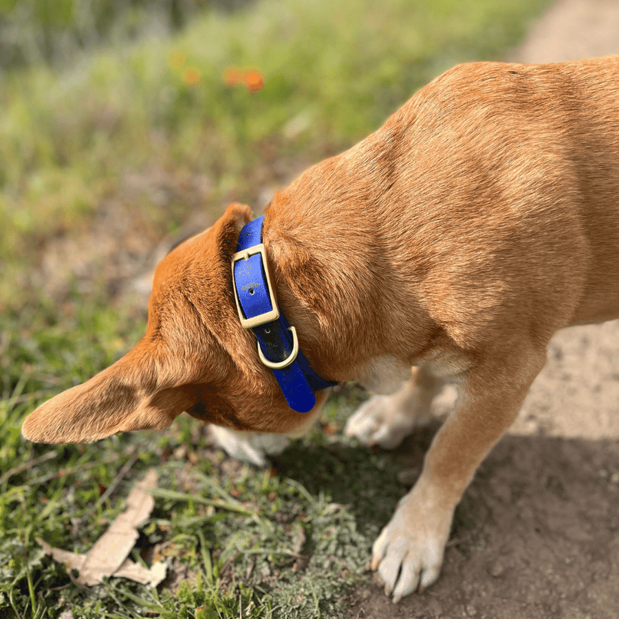 tan dog playing in grass wearing blue biothane dog collar