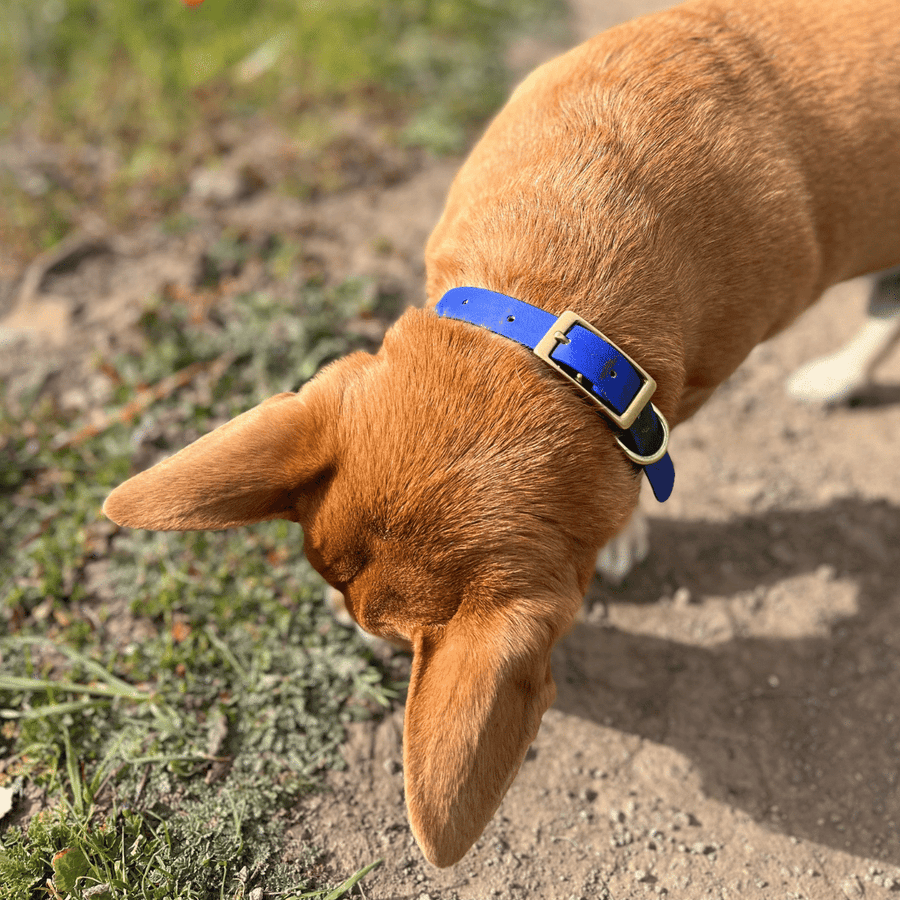 tan dog holding his head down to show his blue biothane dog collar