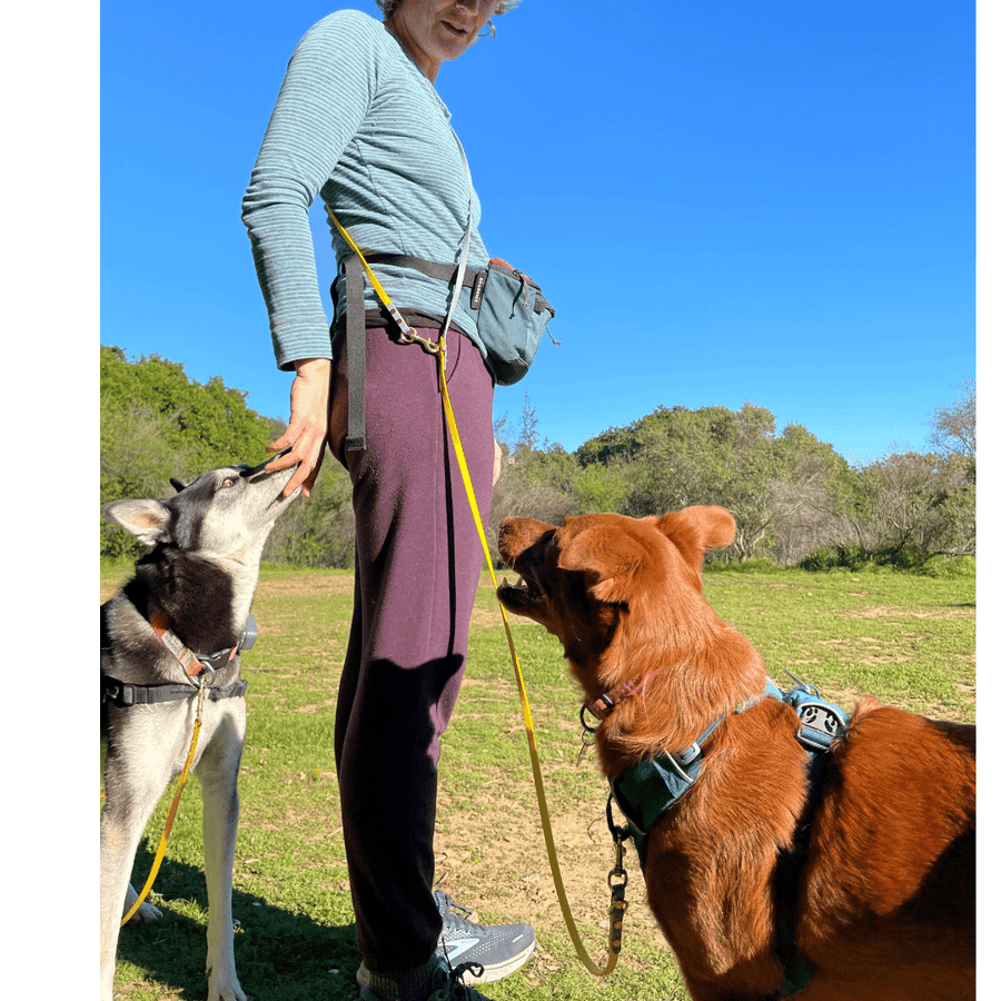 Hands Free Convertible Brass Leash Small Dogs 3 8