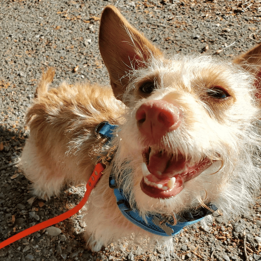 tan dog wearing a biothane dog leash with brass hardware