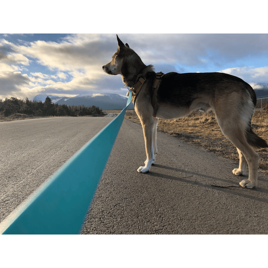 dog on side of road wearing biothane dog leash in light blue color