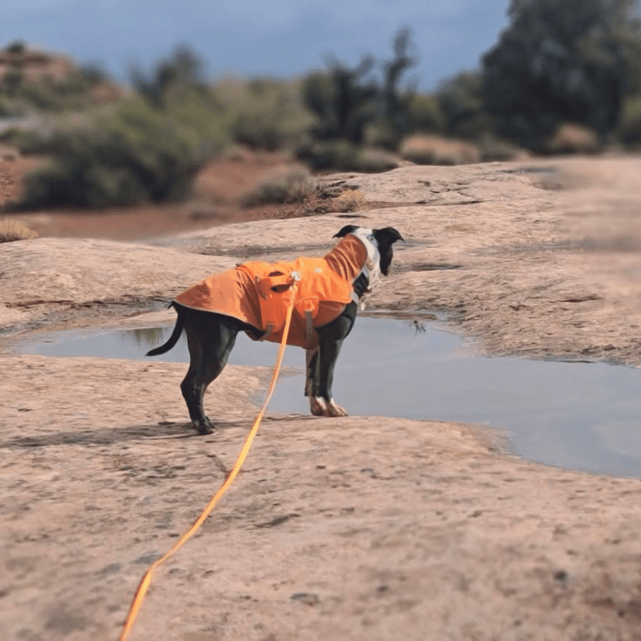 dog near water wearing a long line biothane leash