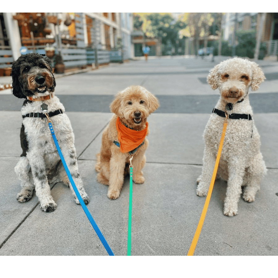 three dogs posing on the concrete all wearing the biothane leash 