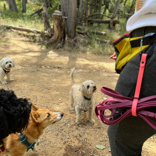 dogs looking at person that is wearing on their belt the biothane quick release long line keeper
