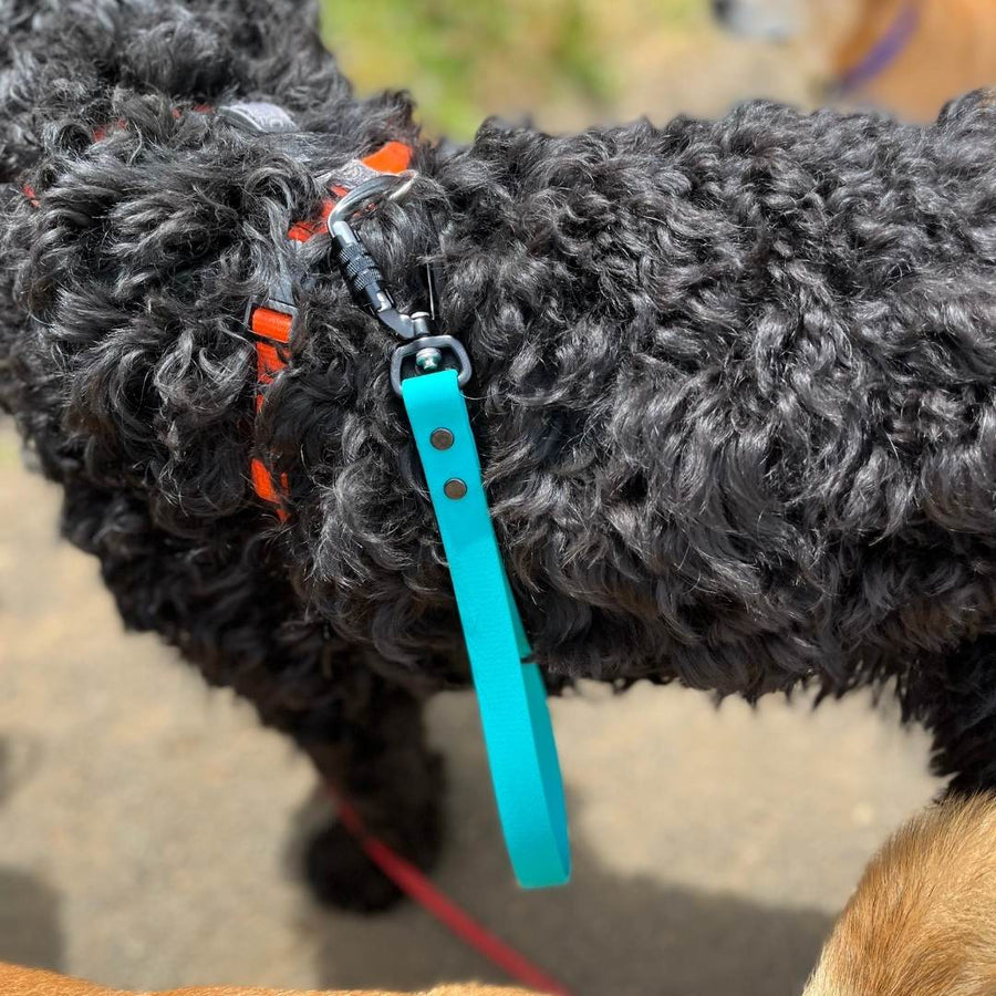 close up of black dog wearing the teal sport biothane traffic handle