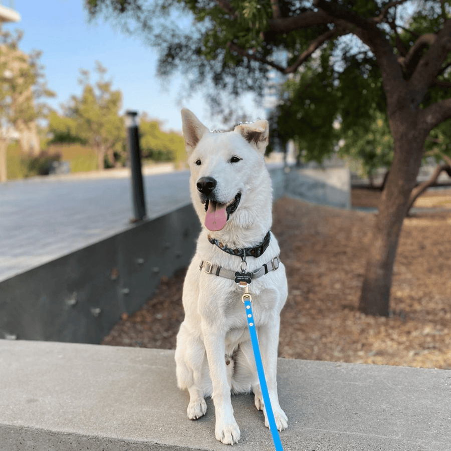 White dog wearing biothane leash in light blue sitting on a concrete wall