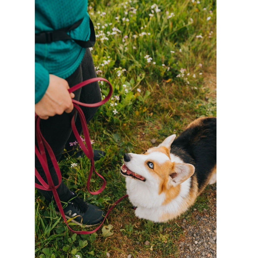 small dog on the edge of grass with woman holding red biothane long leash