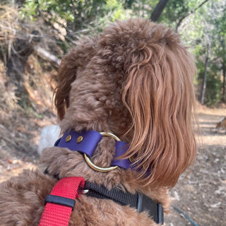 brown curly haired dog wearing classic brass biothane o ring dog collar