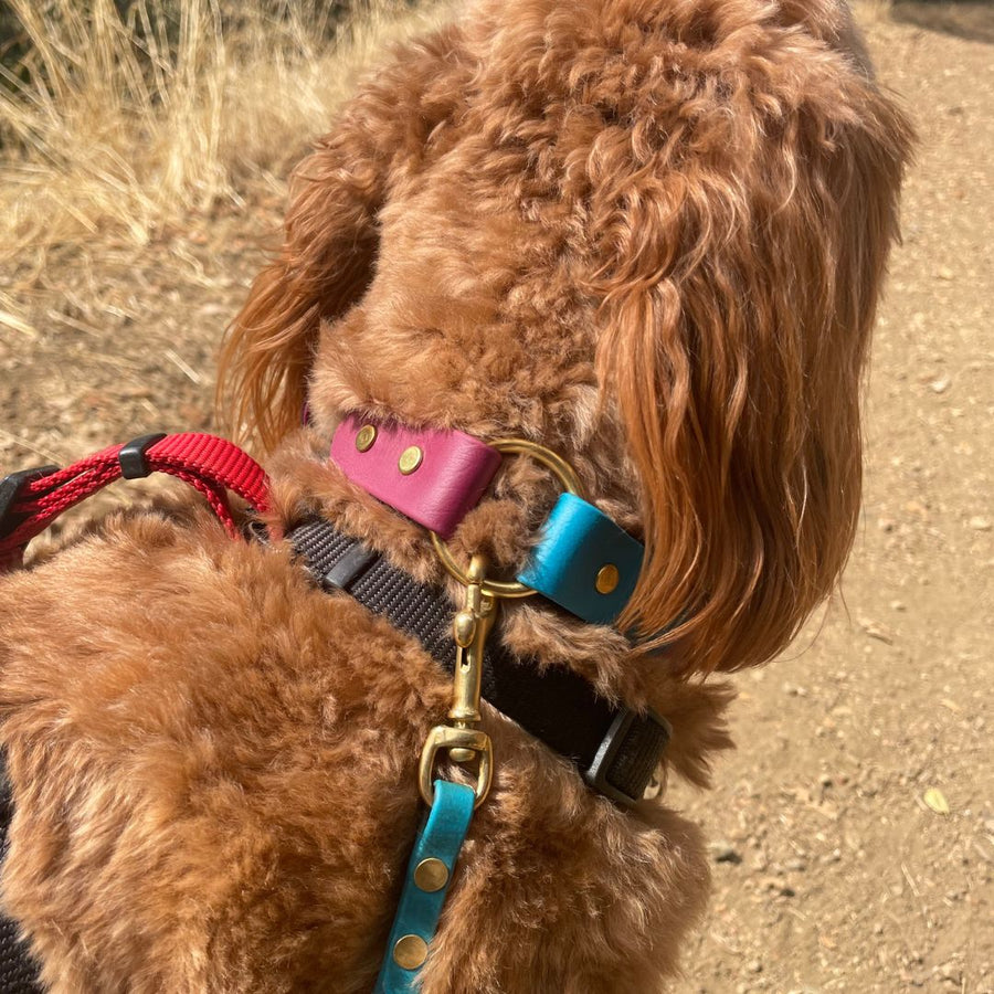 brown curly haired dog outside wearing classic brass biothane o ring dog collar and biothane leash