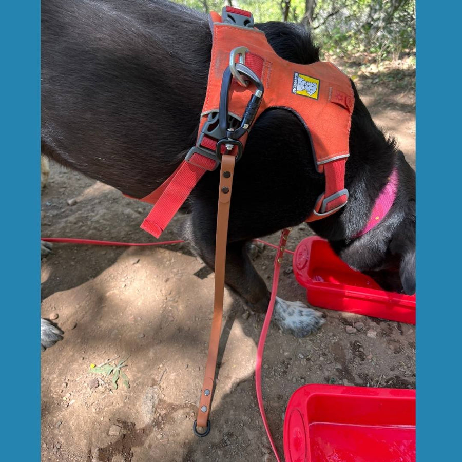 biothane leash extender with sport hardware hanging from a black dogs harness  while he drinks water