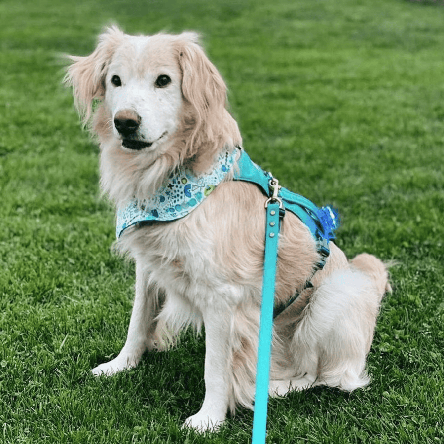 fluffy white dog wearing biothane dog leash in the grass