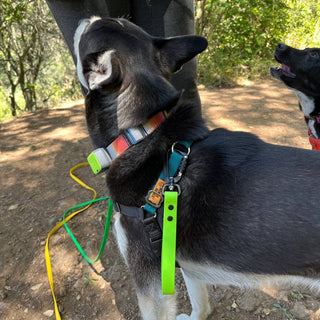 black and white dog wearing a green apple sport biothane traffic handle