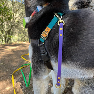 purple biothane leash extender with brass hardware hanging from a black dogs harness