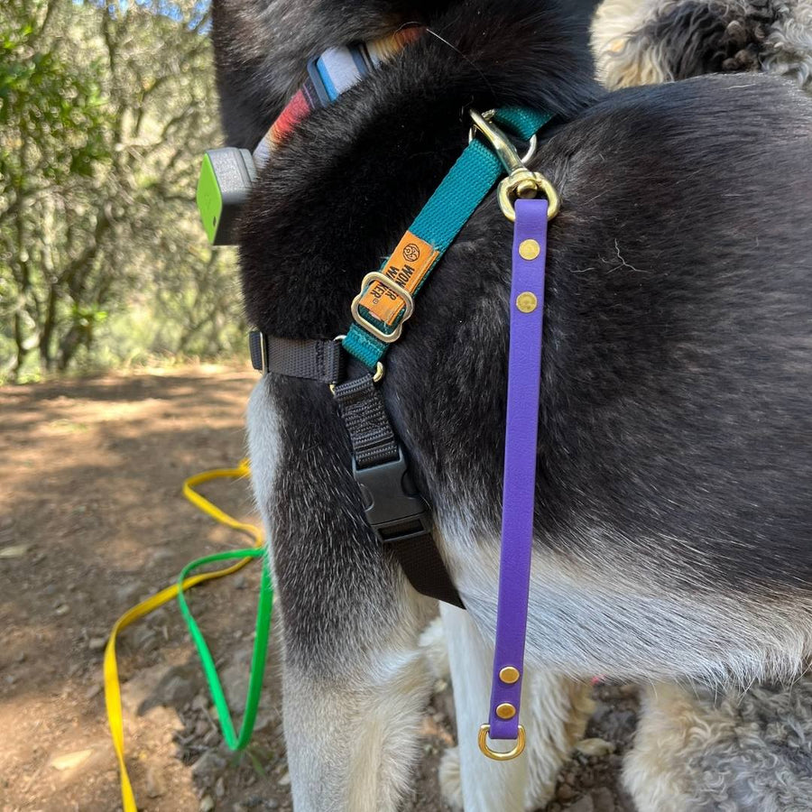 purple biothane leash extender with brass hardware hanging from a black dogs harness