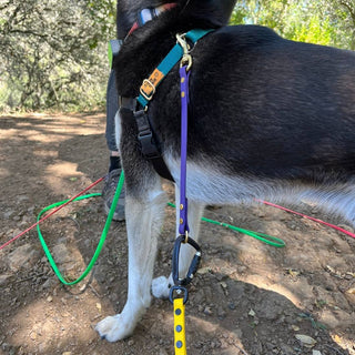 purple biothane leash extender with brass hardware hanging from a black dogs harness and attached to a sport leash