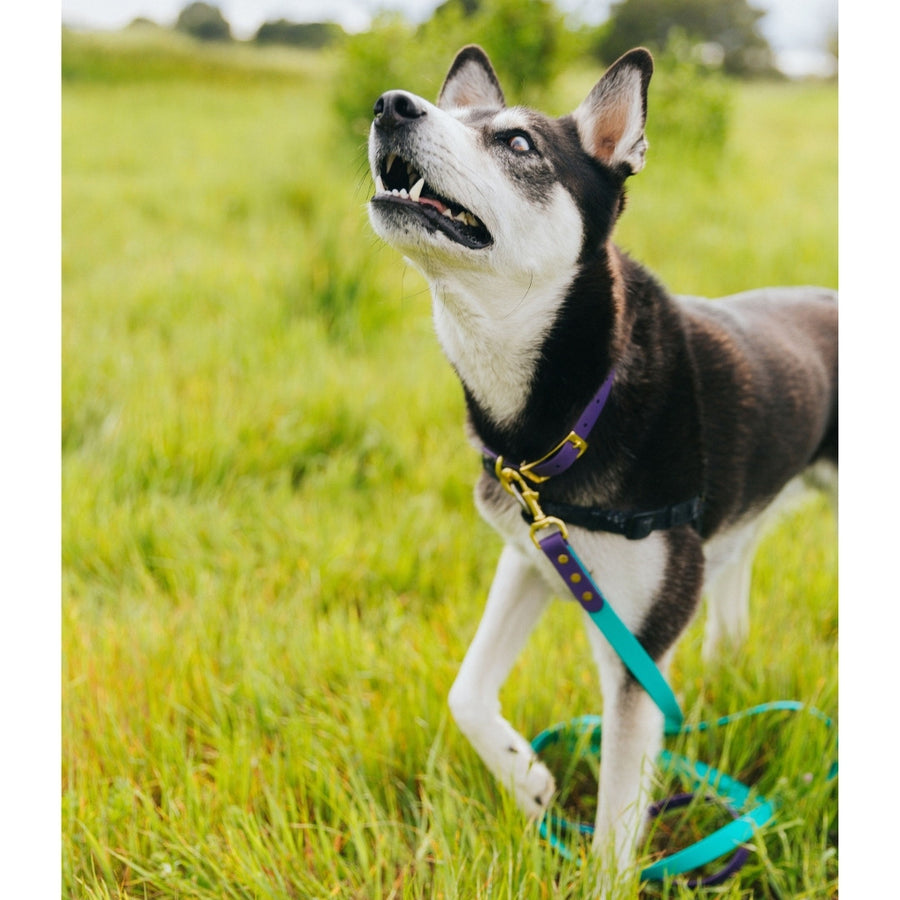 close up of Husky type dog wearing biothane dog leash and colar in the grass