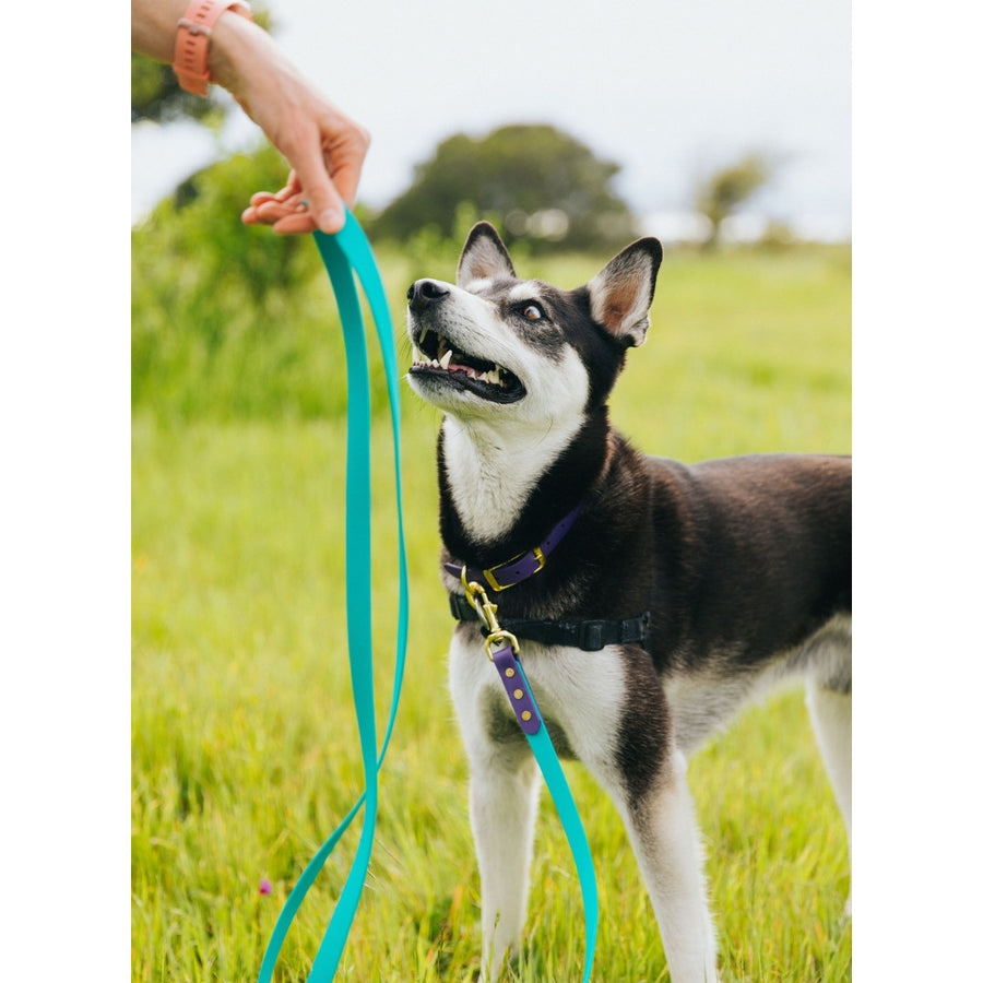 Husky type dog wearing biothane dog collar and leash in the grass