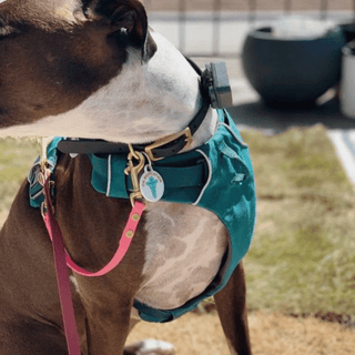 black and white dog wearing a green harness with a biothane safety strap with brass hardware attached
