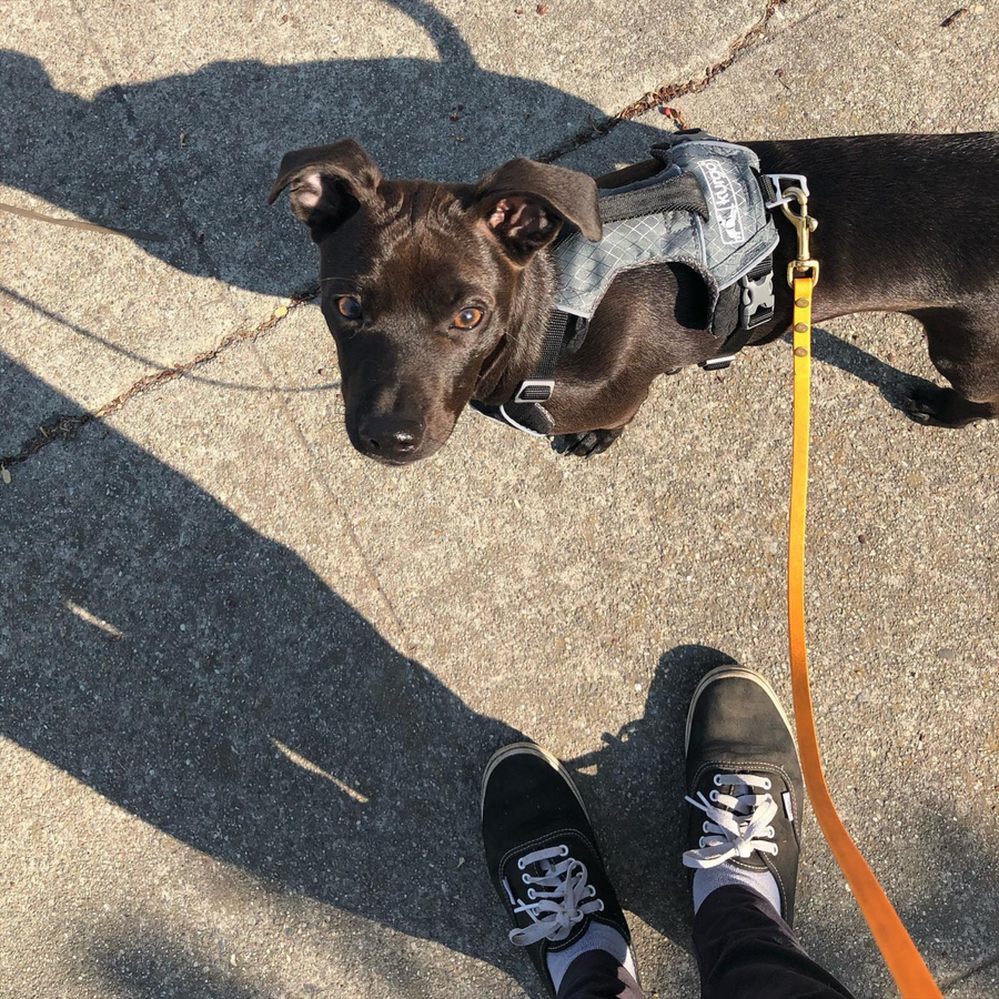 black dog outside on a sidewalk wearing a harness with a biothane leash attached