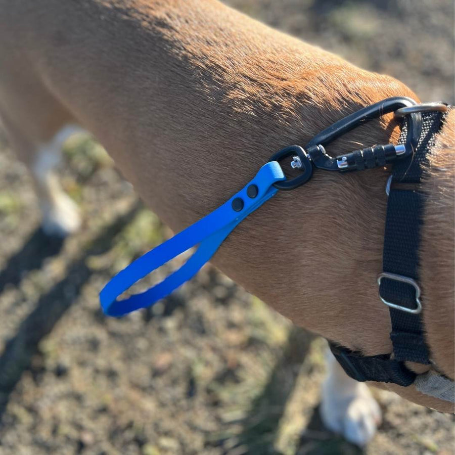 tan dog wearing a blue sport biothane traffic handle