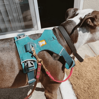 black and white dog wearing a green harness with a biothane safety strap with brass hardware attached